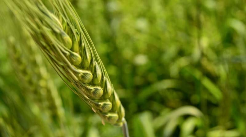 Rabi Sowing Update January 2026: Wheat Area Crosses 334 Lakh Hectares, Paddy at 17 Lakh Hectares