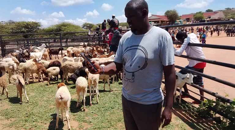 How Citizen Science Is Transforming Pastoral Resilience