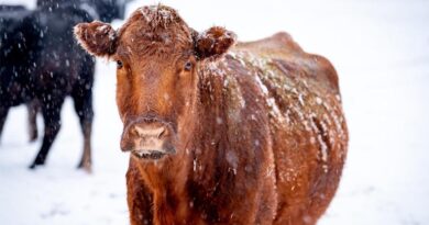USDA Encourages Ag Producers, Residents to Prepare for Winter Storm Fern