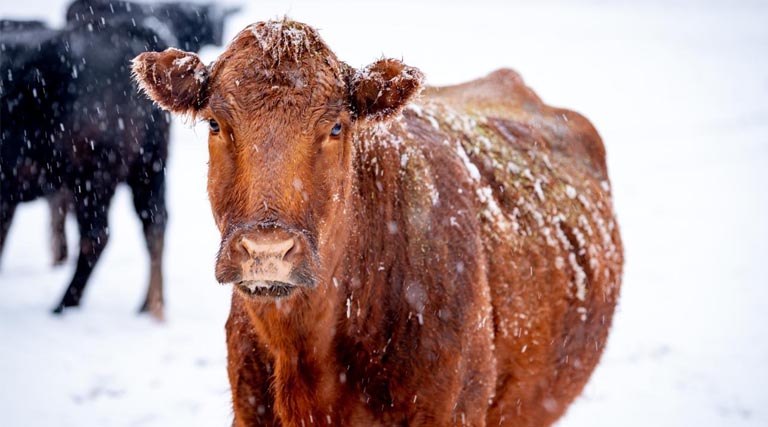 USDA Encourages Ag Producers, Residents to Prepare for Winter Storm Fern