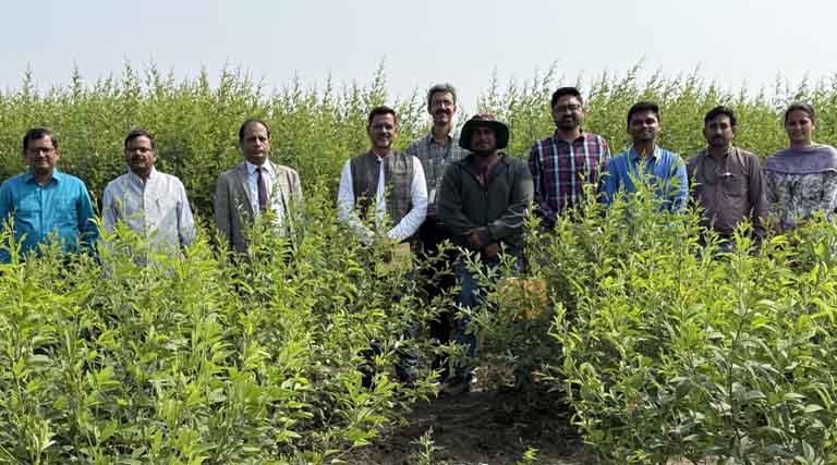 A Simple Shift in Pigeonpea Planting Could Boost Yield by 20 Percent