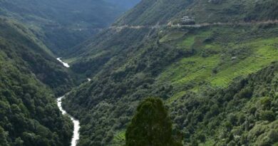 Bhutan approves its first National Agroforestry Strategy and Action Plan with support of CIFOR-ICRAF Bhutan approves its first National Agroforestry Strategy and Action Plan with support of CIFOR-ICRAF