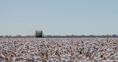 2026 Locharba Field Day Showcases 30 years of Biotech Cotton 2026 Locharba Field Day Showcases 30 years of Biotech Cotton