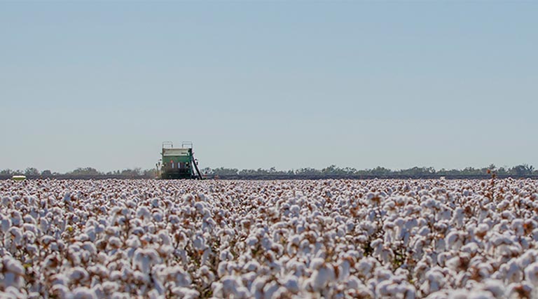 2026 Locharba Field Day Showcases 30 years of Biotech Cotton