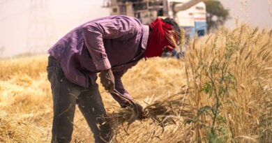 Madhya Pradesh: Wheat Procurement Farmer Registration for Rabi Marketing Season 2026–27 to Begin from 7 February