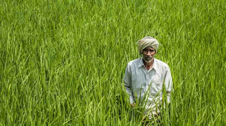 Centre Clears Tur Procurement in Maharashtra, ₹2,696 Crore MSP Outlay