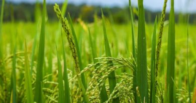 Madhya Pradesh: Applications Open for Straw Reaper Subsidy on e-Agriculture Portal Until February 2