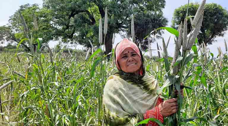 World’s First Three-way Pearl Millet Hybrid RHB 273 by ICRISAT and ICAR