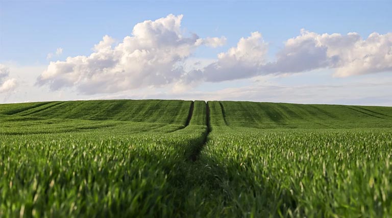 China's Grain Output Hits New High In 2025