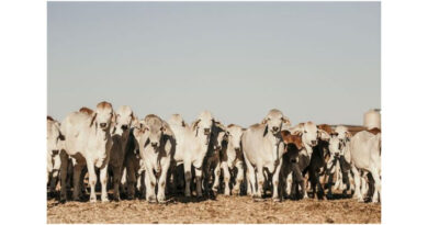 Water Quality For Livestock In Extreme Heatwave Conditions Water Quality For Livestock In Extreme Heatwave Conditions