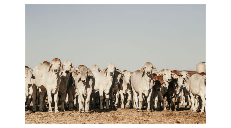 Water Quality For Livestock In Extreme Heatwave Conditions