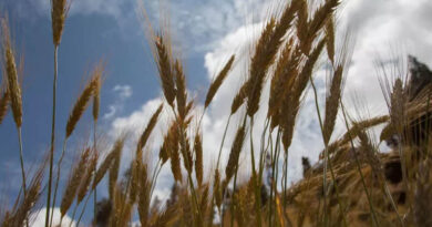 ILRI and CIMMYT sign strategic Memorandum of Understanding to accelerate impact in crop-livestock systems