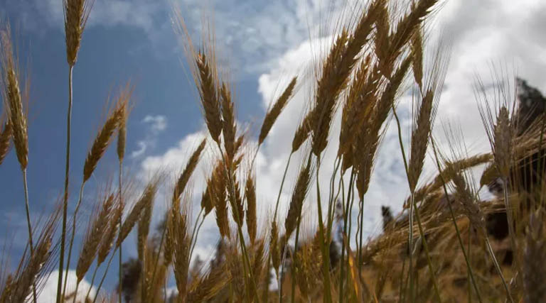 ILRI and CIMMYT sign strategic Memorandum of Understanding to accelerate impact in crop-livestock systems