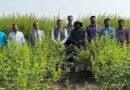 A Simple Shift in Pigeonpea Planting Could Lift Yields by 20%: ICRISAT Study