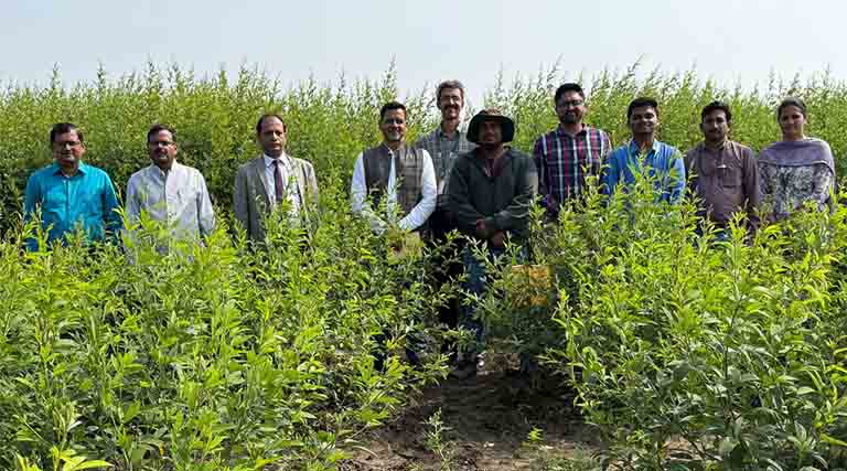 A Simple Shift in Pigeonpea Planting Could Lift Yields by 20%: ICRISAT Study