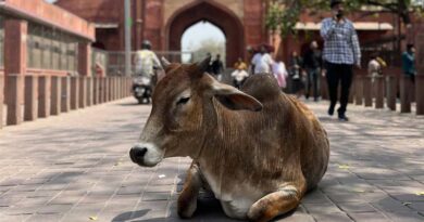 Nipah Virus and Livestock Risk: What the Latest Outbreak Means for Farmers and Animal Health Nipah Virus and Livestock Risk: What the Latest Outbreak Means for Farmers and Animal Health