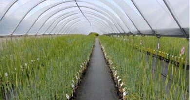 Study Published In Nature Plants Shows Striking Convergent Selection History Of Wheat And Barley And Its Potential For Breeding Study Published In Nature Plants Shows Striking Convergent Selection History Of Wheat And Barley And Its Potential For Breeding