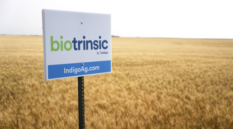 Pivot bio, Indigo Ag, AgriThority Lead the Charge on Biologicals Research