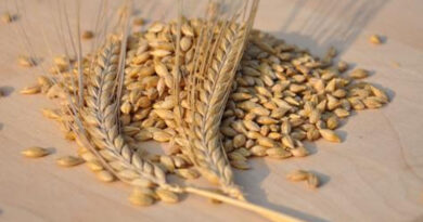Malting Barley Business Update Malting Barley Business Update