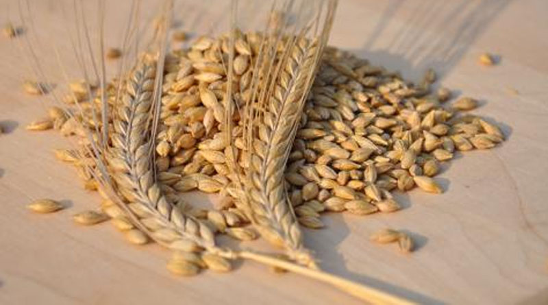 Malting Barley Business Update