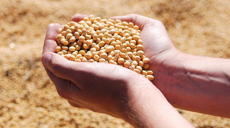 Argentina Soybean Estimate Lowered 1.0 mt to 48.0 Million