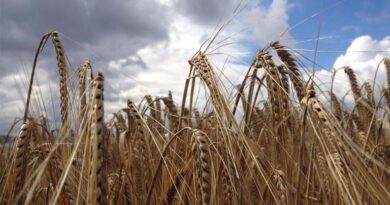 Scientists Make Important Discovery In 50-year Barley Mystery Scientists Make Important Discovery In 50-year Barley Mystery