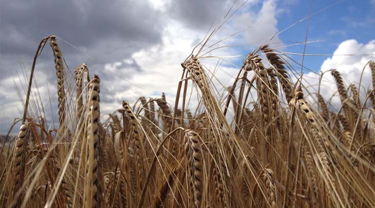 Scientists Make Important Discovery In 50-year Barley Mystery