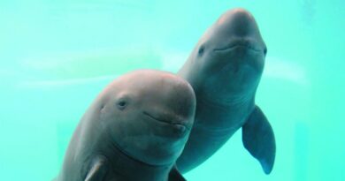 China To Boost Conservation Of Yangtze Finless Porpoise Over Next Decade