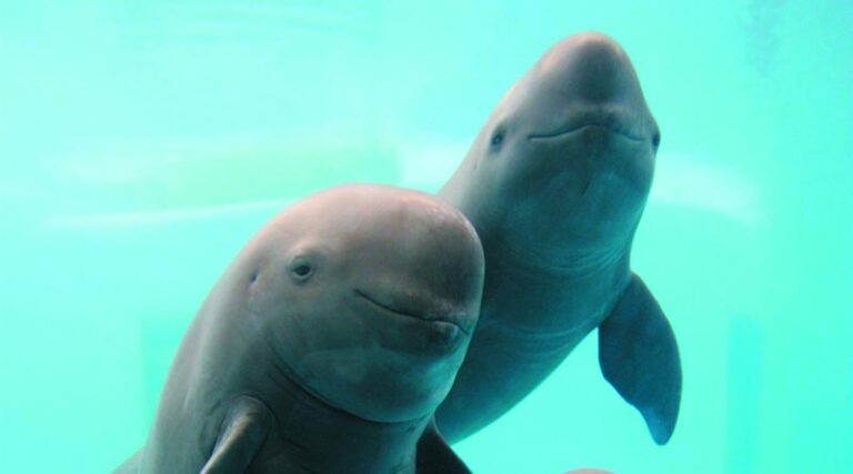 China To Boost Conservation Of Yangtze Finless Porpoise Over Next Decade