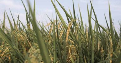 India’s Pesticides Management Bill, 2025: How It Differs from the Insecticides Act, 1968 India’s Pesticides Management Bill, 2025: How It Differs from the Insecticides Act, 1968