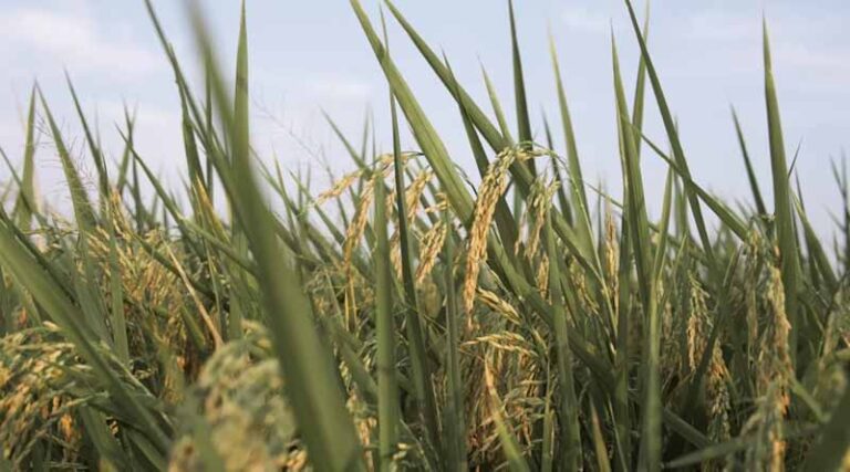 India’s Pesticides Management Bill, 2025: How It Differs from the Insecticides Act, 1968