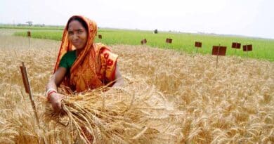 You Can’t See It, But It’s Saving Lives: Zinc In Staple Crops