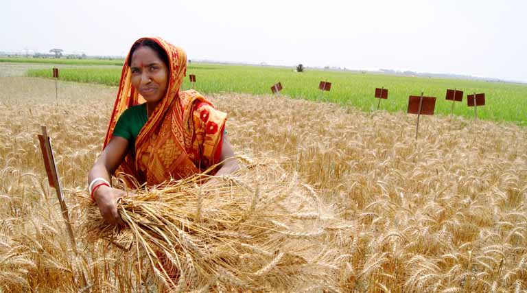 You Can’t See It, But It’s Saving Lives: Zinc In Staple Crops