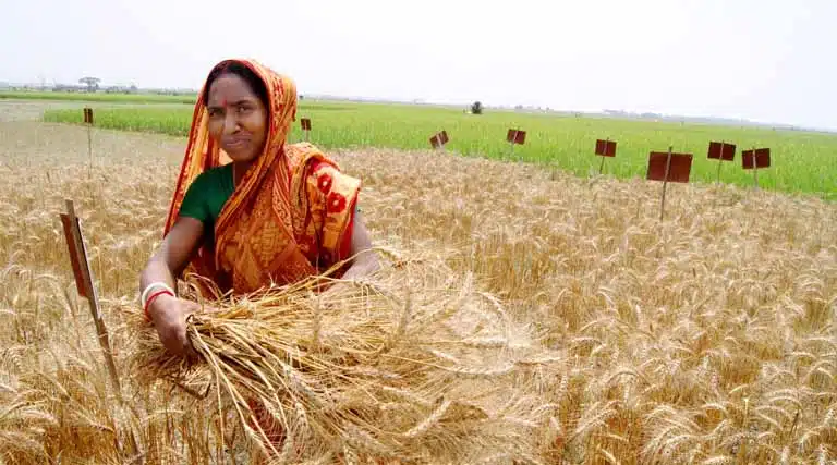 You Can’t See It, But It’s Saving Lives: Zinc In Staple Crops