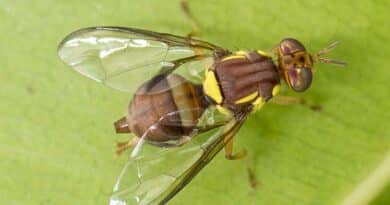 Fruit Fly Response In Auckland Continues