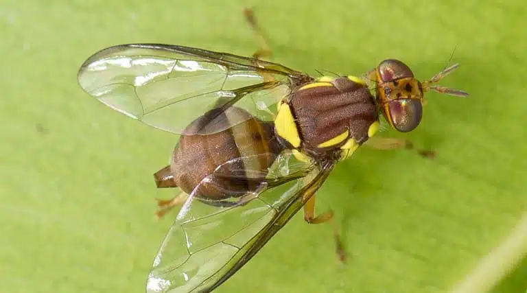 Fruit Fly Response In Auckland Continues