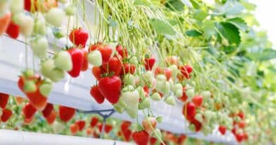 Bayer To Launch Innovative Strawberry Variety