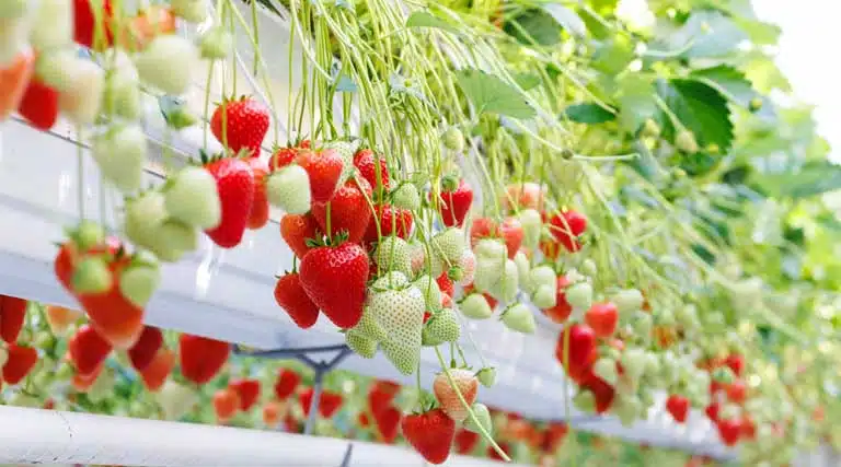 Bayer To Launch Innovative Strawberry Variety