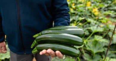 Grower Feedback Drives Breeding Decisions Grower Feedback Drives Breeding Decisions