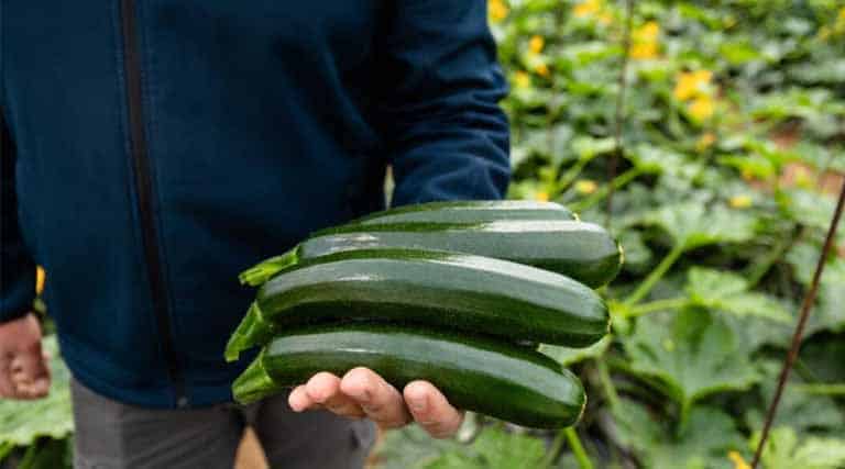 Grower Feedback Drives Breeding Decisions