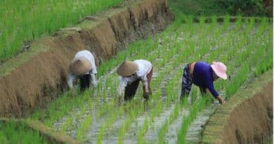 Global Food Prices Dip in December as Dairy, Meat and Oils Slide: FAO Global Food Prices Dip in December as Dairy, Meat and Oils Slide: FAO