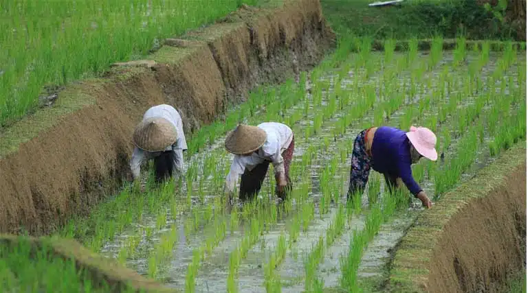Global Food Prices Dip in December as Dairy, Meat and Oils Slide: FAO