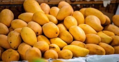Mangoes in Winter? Bengaluru Markets See Early Arrivals, but Buyers Hold Back Mangoes in Winter? Bengaluru Markets See Early Arrivals, but Buyers Hold Back