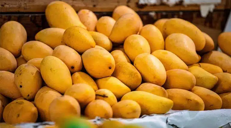 Mangoes in Winter? Bengaluru Markets See Early Arrivals, but Buyers Hold Back