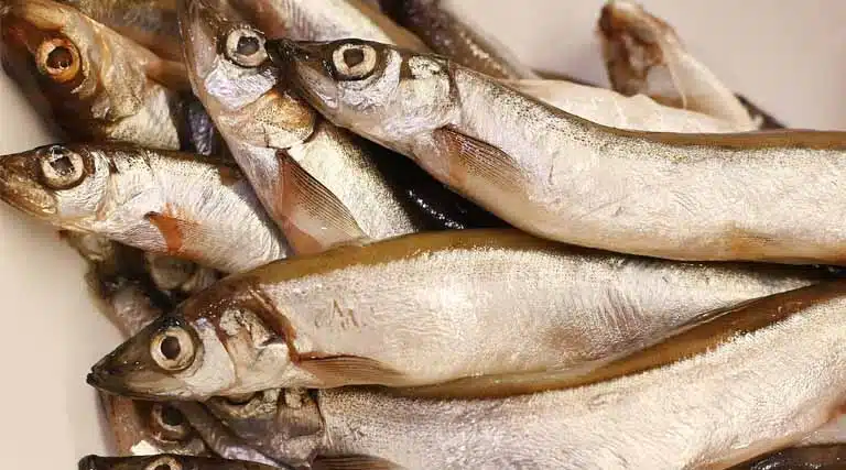 Fish Production has Increased to 197.75 Lakh Tonnes in FY 2024-25 from 95.79 Lakh Tonnes Fish Production in FY 2013-14 Increasing a Significant 106%.