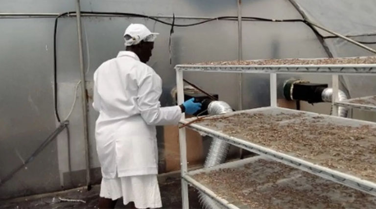 Strengthening Women-Led Fish Value Addition Enterprises in Western Kenya