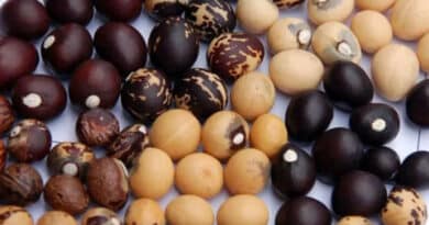 One crop, three identities: What Bambara groundnut teaches us about the future of pulses