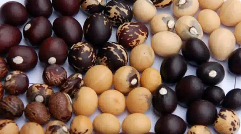 One crop, three identities: What Bambara groundnut teaches us about the future of pulses