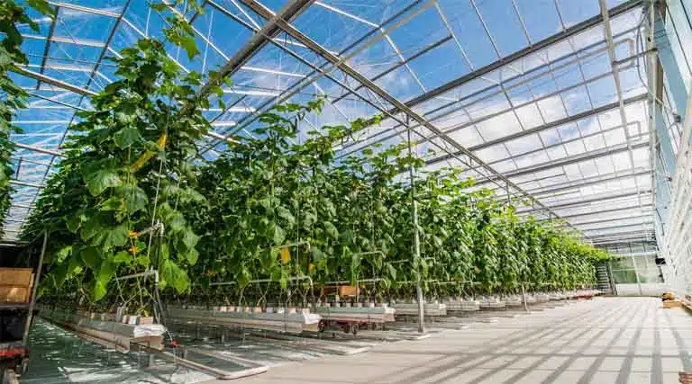 Albotherm, CPI lead £2 million collaborative project to scale low-emissions greenhouse technology for UK growers