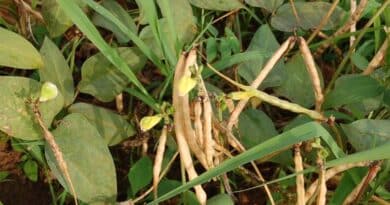 How Genebanks Helped Ahmed Bring Back Cowpea to Somalia How Genebanks Helped Ahmed Bring Back Cowpea to Somalia